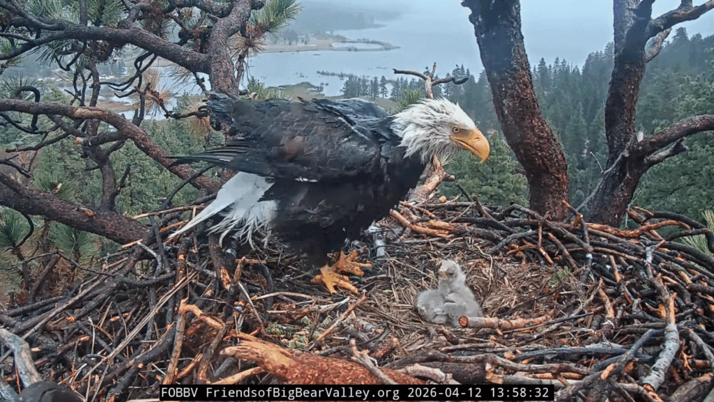 FOBBV Jackie feeds eaglet in rain