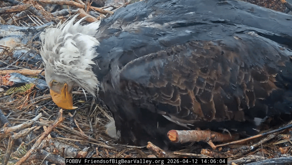 Big Bear Valley Jackie covering eaglets in rain