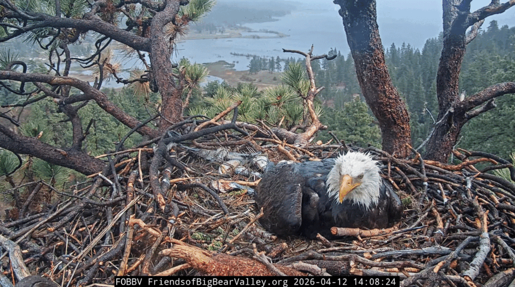 FOBBV Jackie brooding in rain