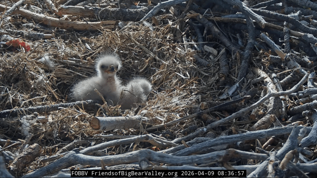 FOBBV cute eaglet