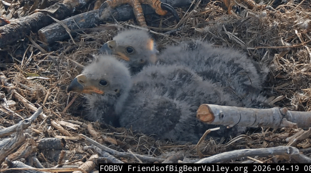 Big Bear Valley eaglets spot the differences