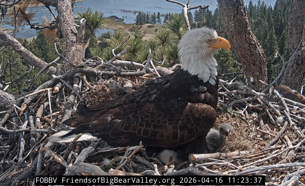 Big Bear Valley cute eaglets with Jackie