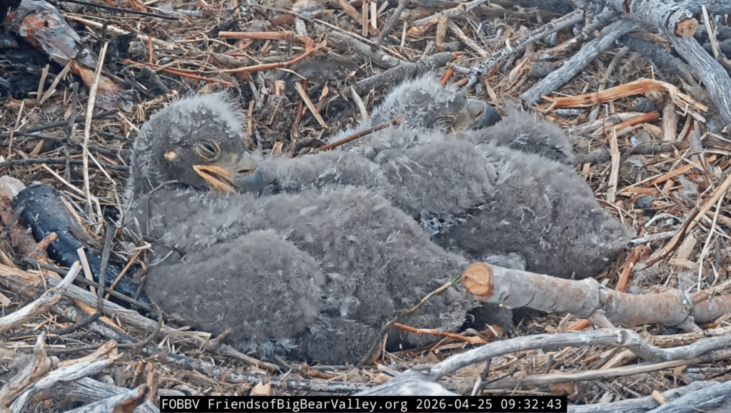 FOBBV cute eaglets