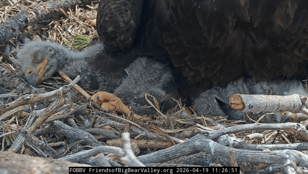 Big Bear Valley eaglet 1 cute sleeping
