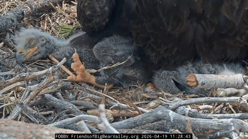 Big Bear Valley eaglet 1 cute nap big feet