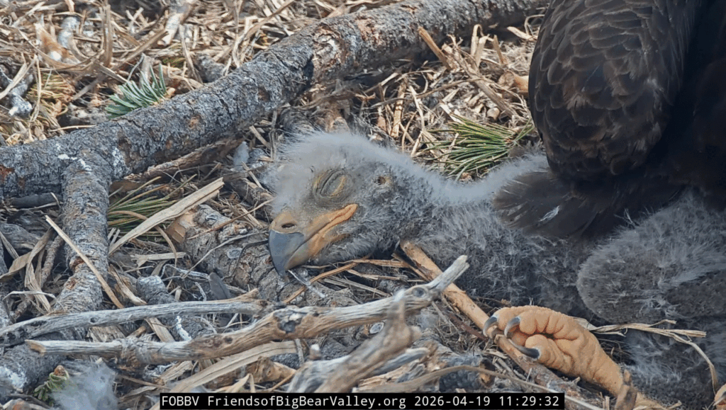 Big Bear Valley eaglet 1 cute nap