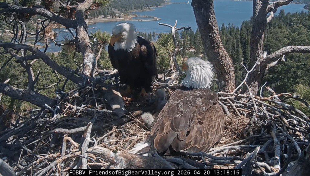 Big Bear Valley eagle family