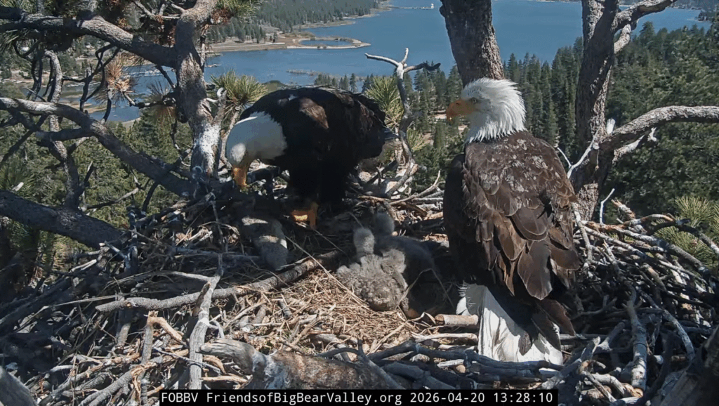 FOBBV eagle family