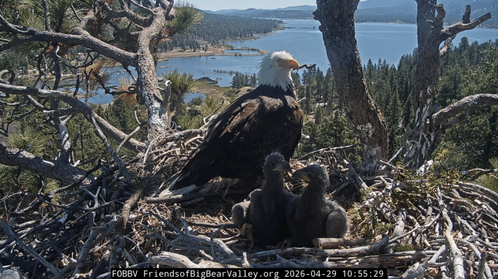FOBBV eagle family