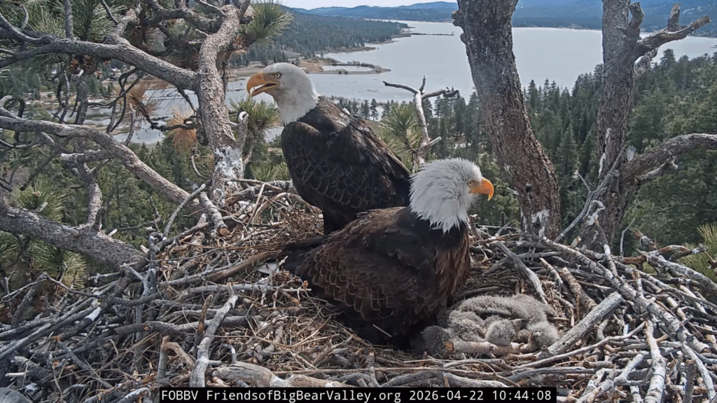 Big Bear Valley whole eagle family