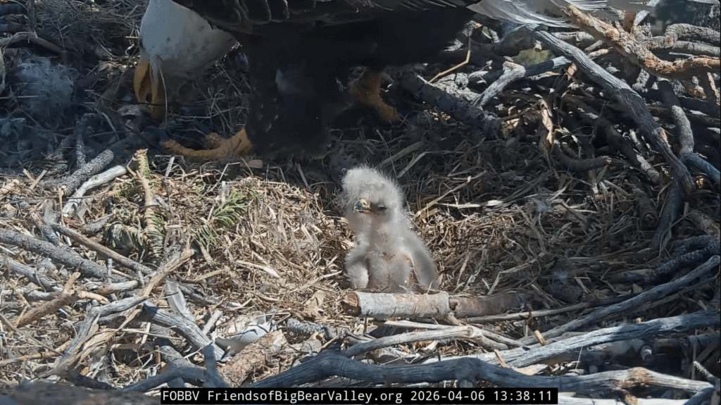 FOBBV eaglet 1 seen standing tall