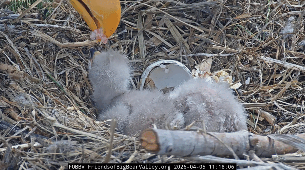 FOBBV eaglet feeding