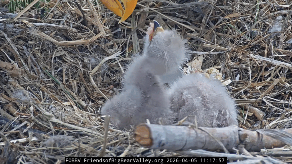 FOBBV eaglet big bites of fish