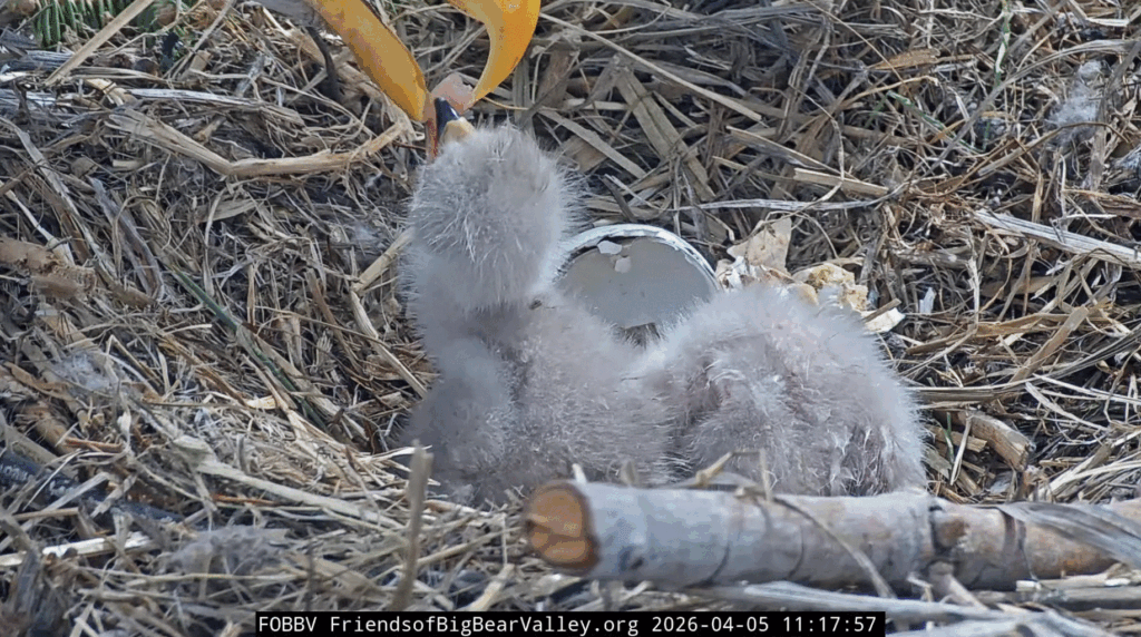 FOBBV eaglet feeding big bites