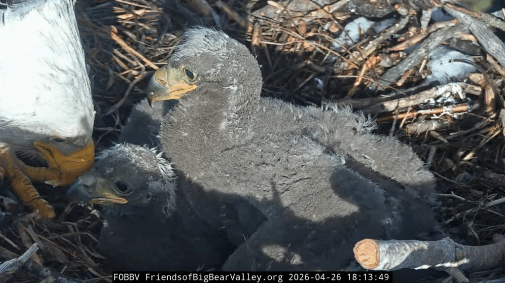 FOBBV eaglet closeup