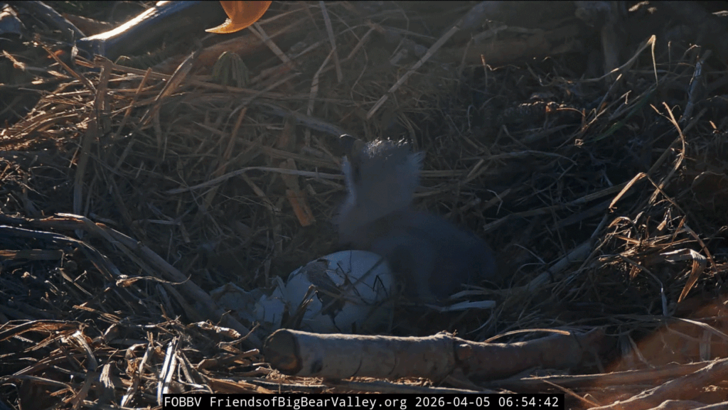 FOBBV eaglet fully hatched