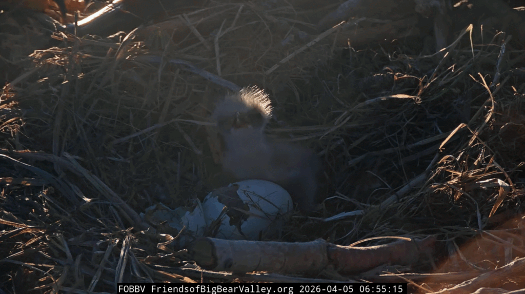 FOBBV eaglet fully hatched