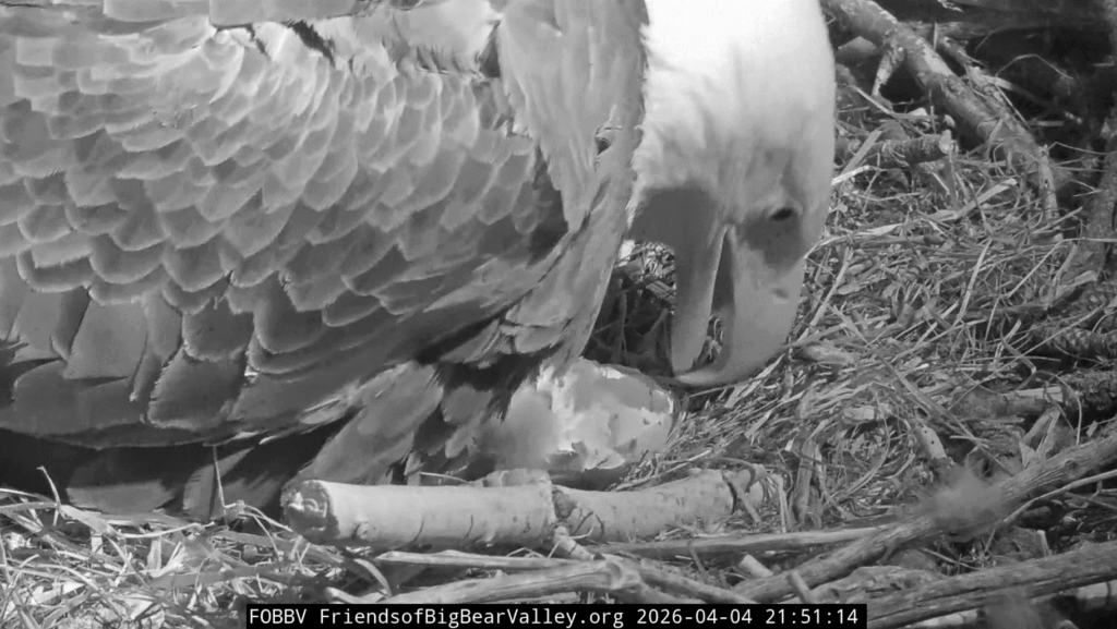 FOBBV eaglet out of the egg shells