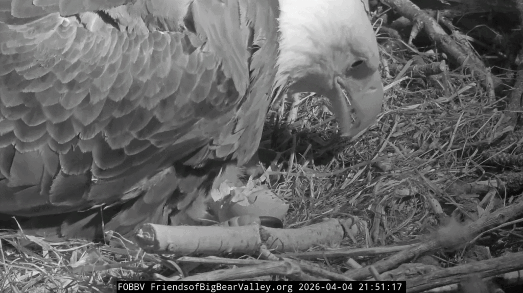 FOBBV eaglet out of the egg