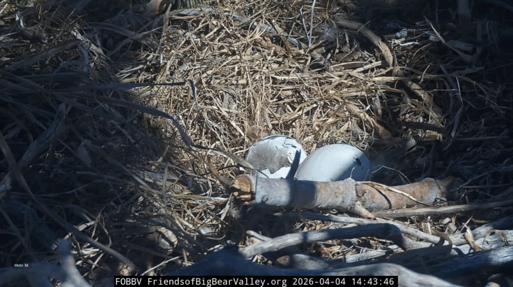 FOBBV eaglet progress