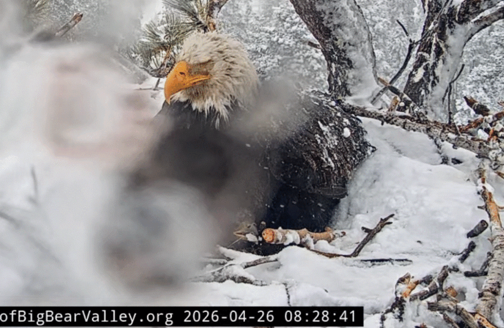 FOBBV eaglet playing with snow