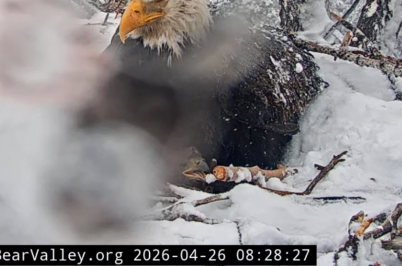 FOBBV eaglet playing with snow