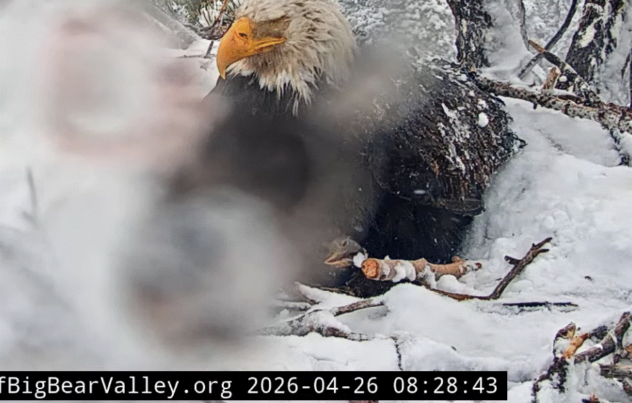 FOBBV eaglet playing with snow