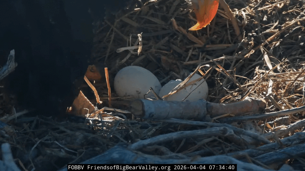 FOBBV eaglet sees dad