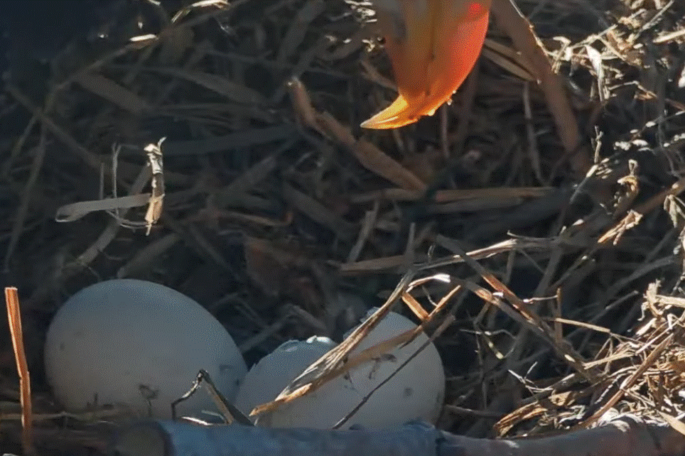 FOBBV eaglet looks up at Shadow