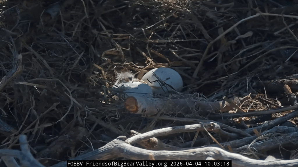 FOBBV eaglet sees sunlight
