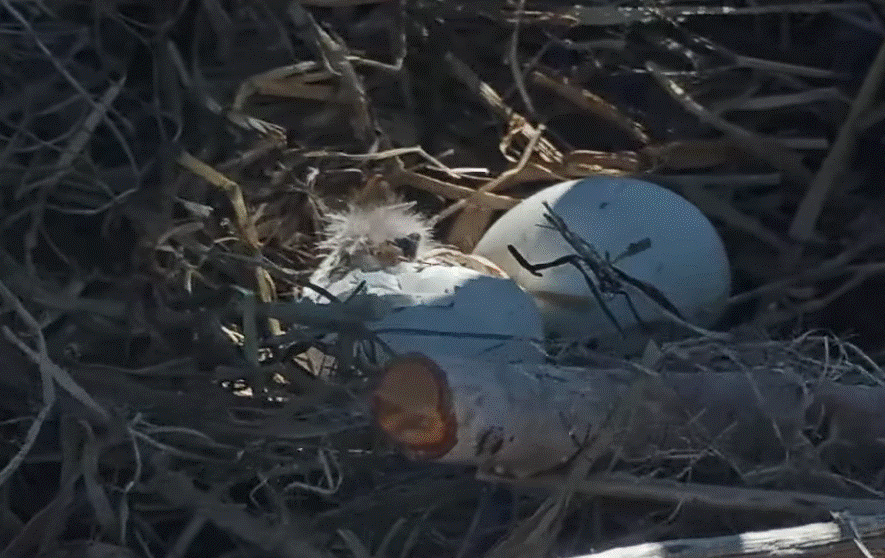 FOBBV eaglet hatching progress