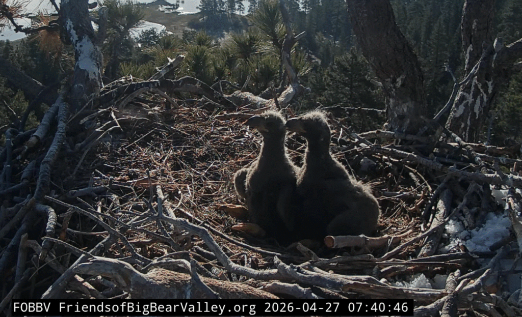 Big Bear Valley cute eaglets
