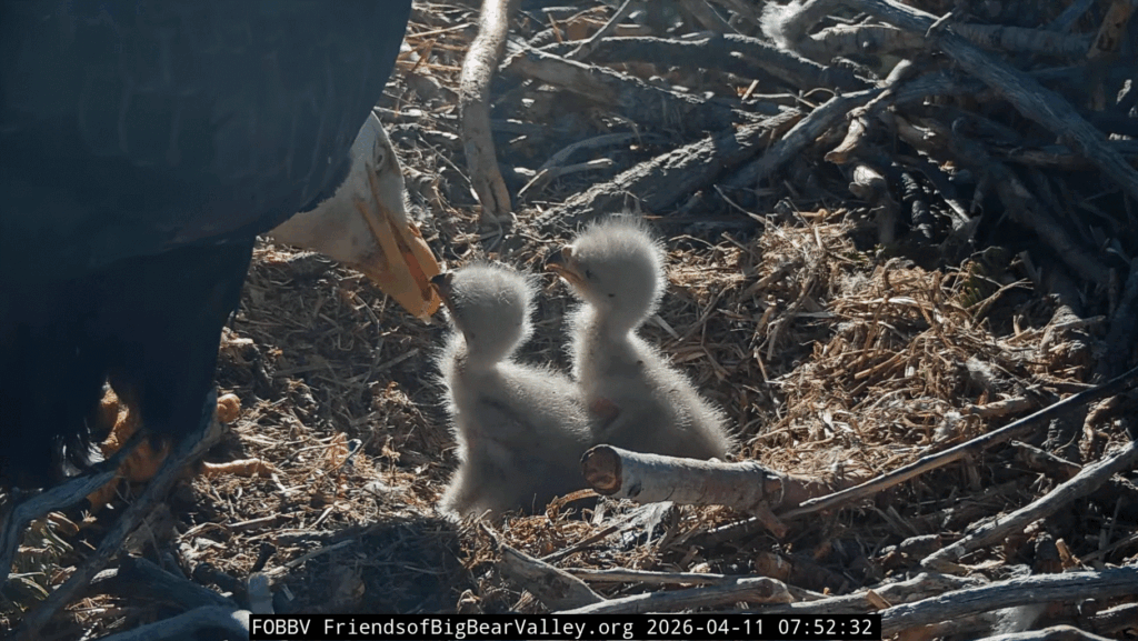 FOBBV good morning eaglets