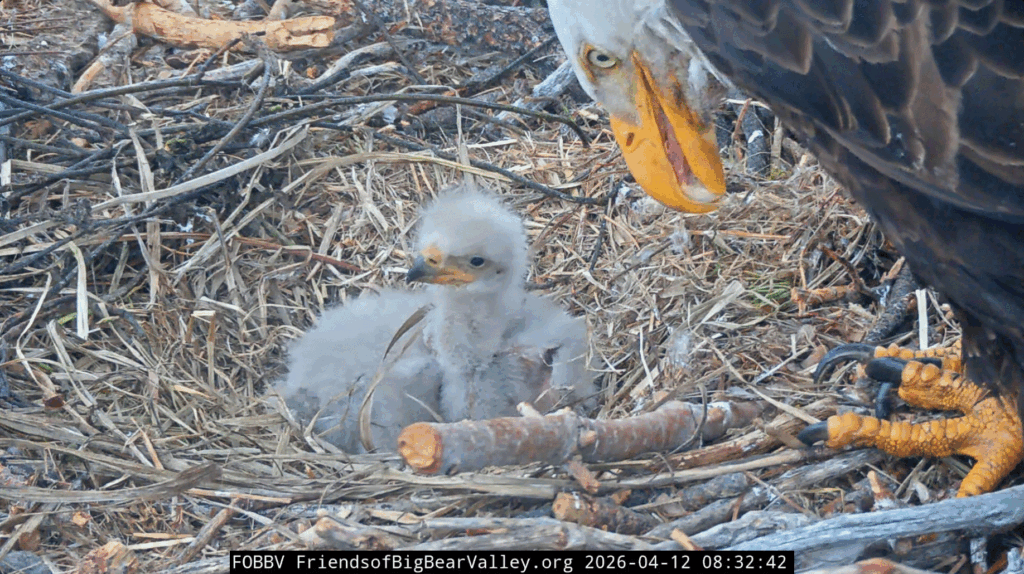 FOBBV eaglet 1 closeup 2 weeks old
