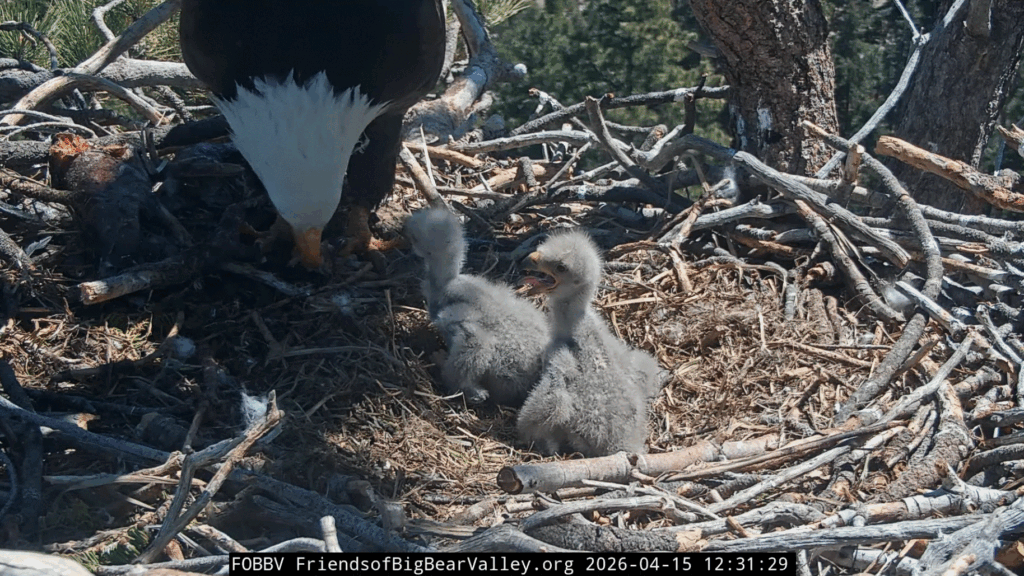 Big Bear Valley eaglet 1