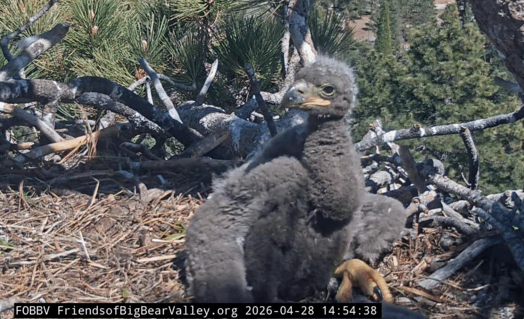 Big Bear Valley eaglet 1 closeup
