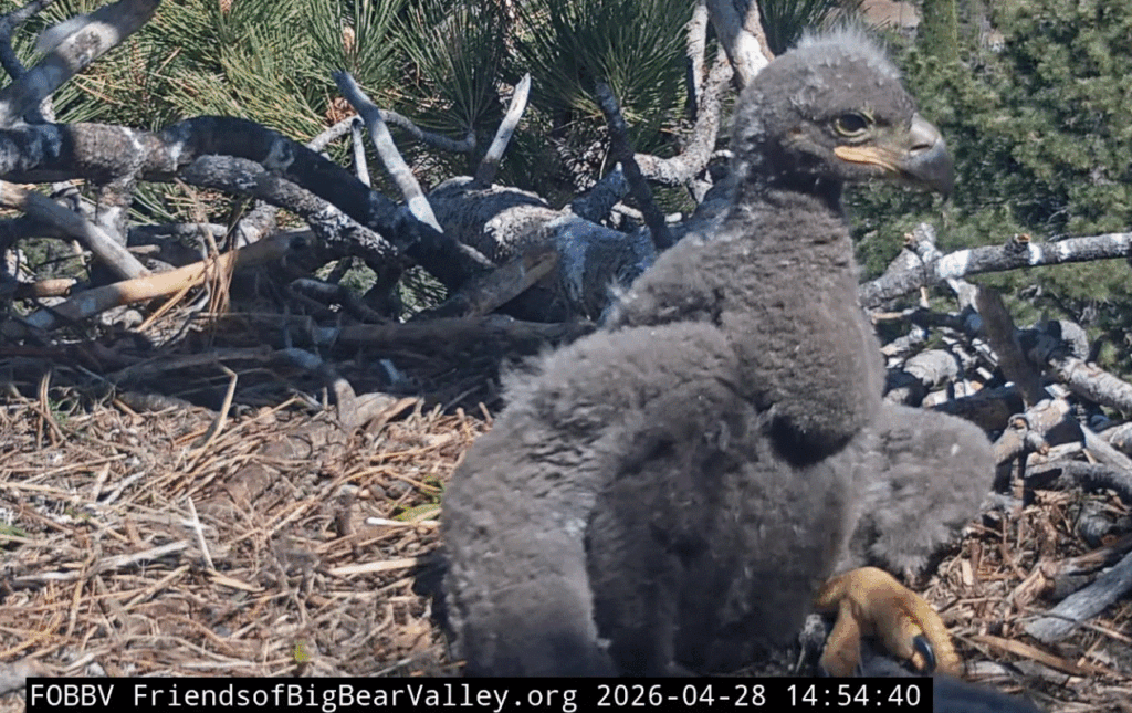FOBBV eaglet 1 close up