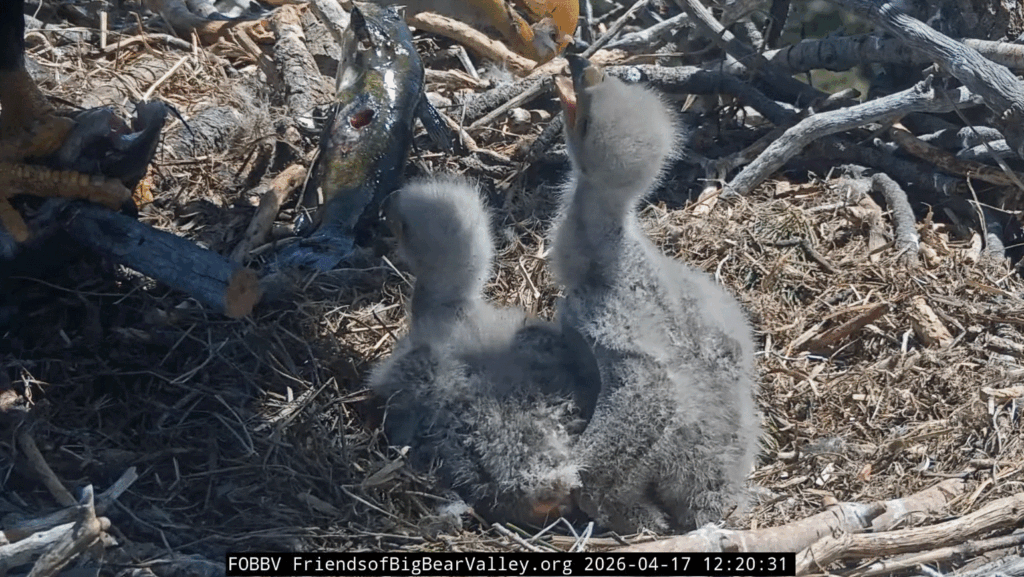 Big Bear Valley eaglets big bites