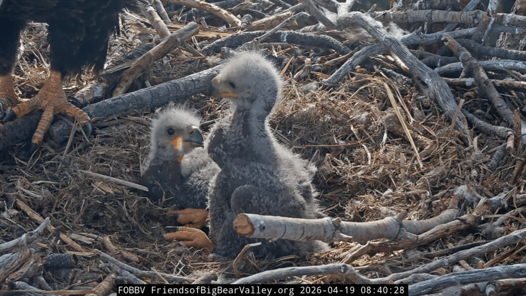 Big Bear Valley eaglet 1 big crop