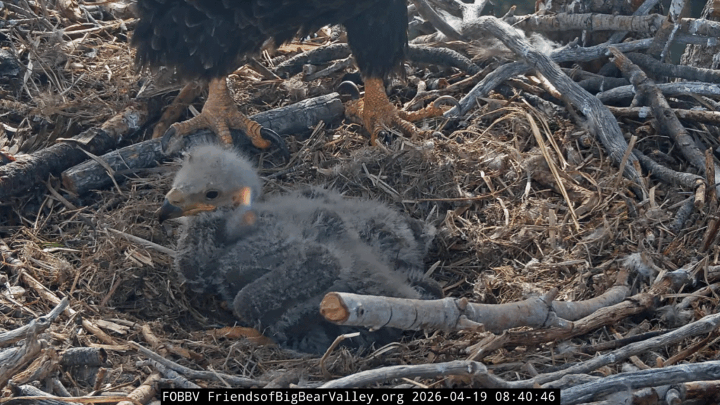 FOBBV eaglet 1 big crop