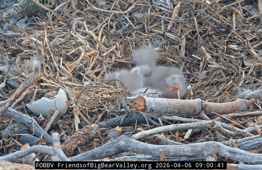 FOBBV eaglet 1 poopshot