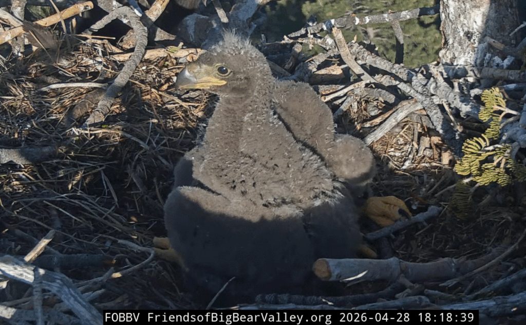 Big Bear Valley eaglet 1 side view