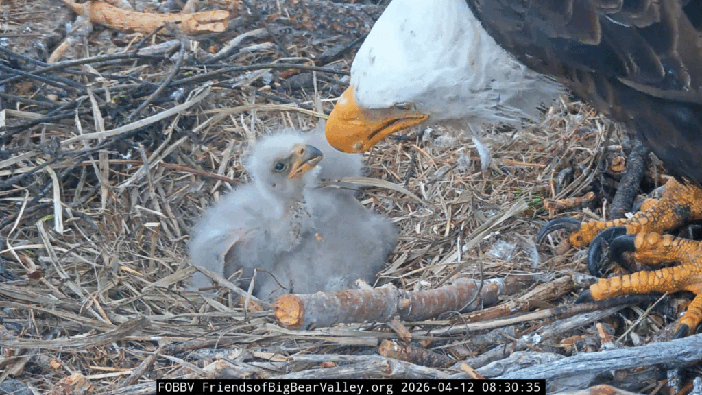 FOBBV eaglet 2 closeup