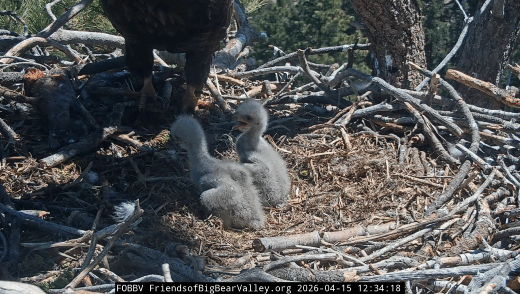 FOBBV eaglet 2