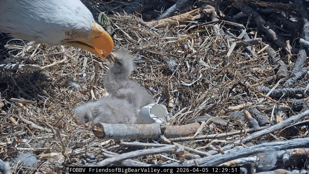 FOBBV eaglet 2 face reveal