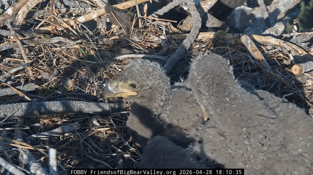 Big Bear Valley eaglet 2 side view