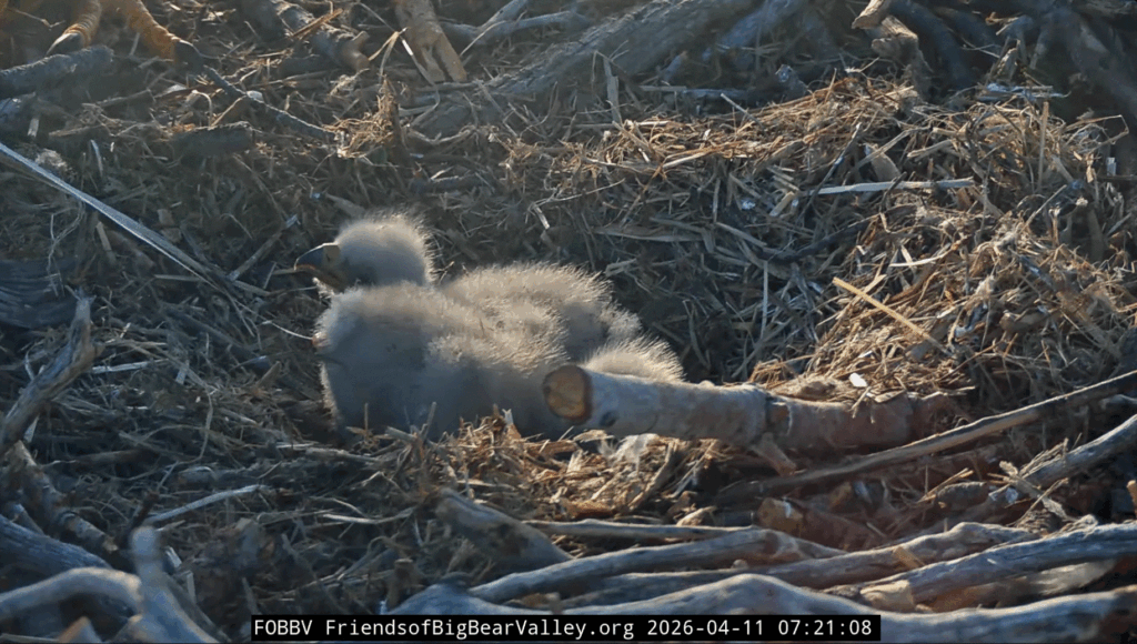 FOBBV eaglet 2 poop shot