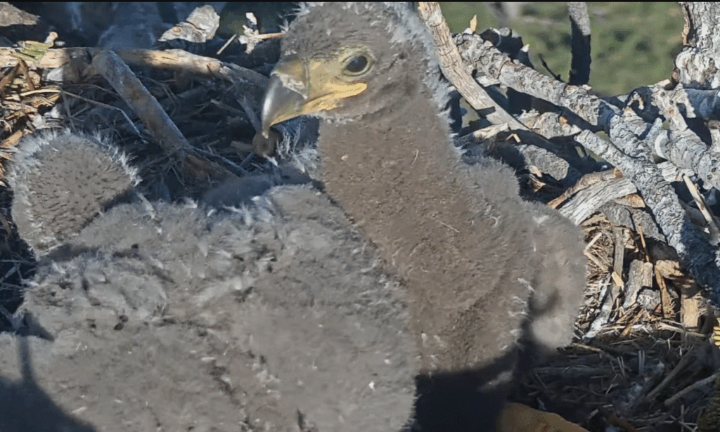 Big Bear Valley eaglet 2 side view