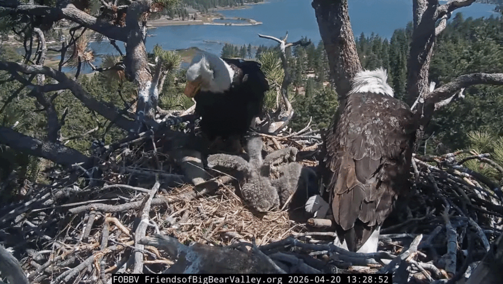 Big Bear Valley eagle family