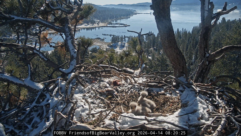 Big Bear Valley eaglets alone time